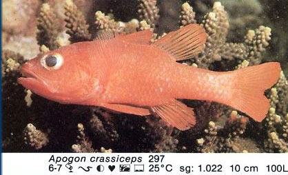 Apogon crassiceps